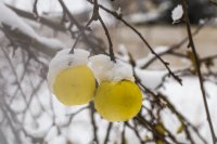Hoe bereid je je tuin voor op het koude weer?
