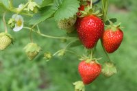 Zo vermeerder je aardbeien gratis via uitlopers