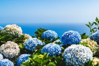 Zo verzorg je je hortensia in de zomer