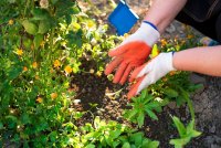 Sla dit nu over en je tuin blijft kaal tot mei