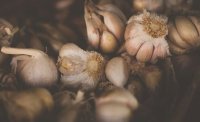 Knoflook planten doe je nu, niet in het voorjaar