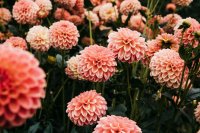 Rooi je dahlia's nu, straks is het te laat