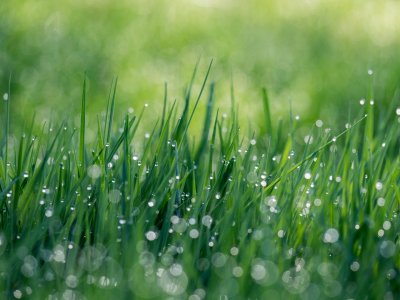 Altijd groener gras dan de buren met kunstgras