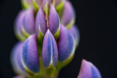 Lupines kweken is makkelijker dan je denkt