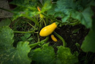 Courgettes kweken in je tuin is makkelijker dan je denkt