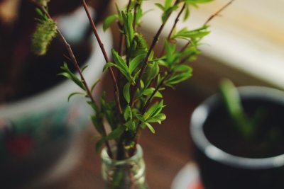 Zo neem je in mei gratis stekken van je favoriete planten