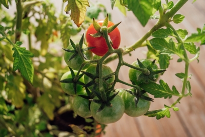 Tomaten buitenzetten doe je pas na de ijsheiligen