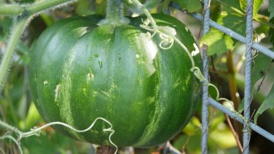 Nu is het moment om pompoenen te kweken in je tuin