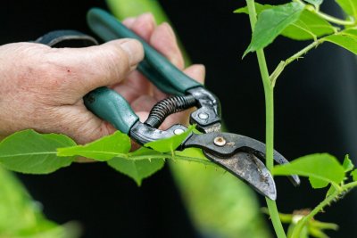 Dit ene knipje zorgt dat je zomerbloeiers langer bloeien